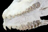 Oreodont (Merycoidodon) Partial Skull - Wyoming #93755-5